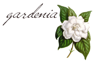 Versitia: A Youthful Script Font for Scroll-Stopping Brand Content